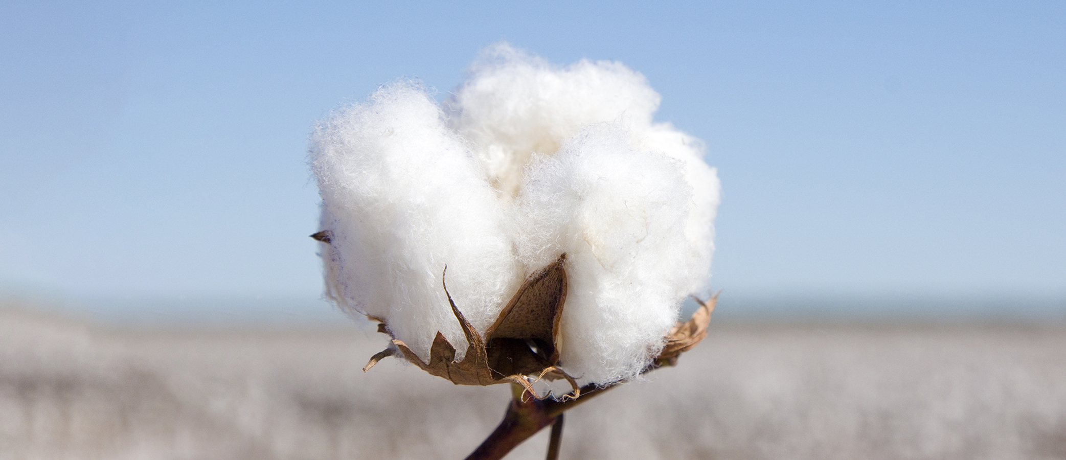 Regenerative Cotton Farm Level Project