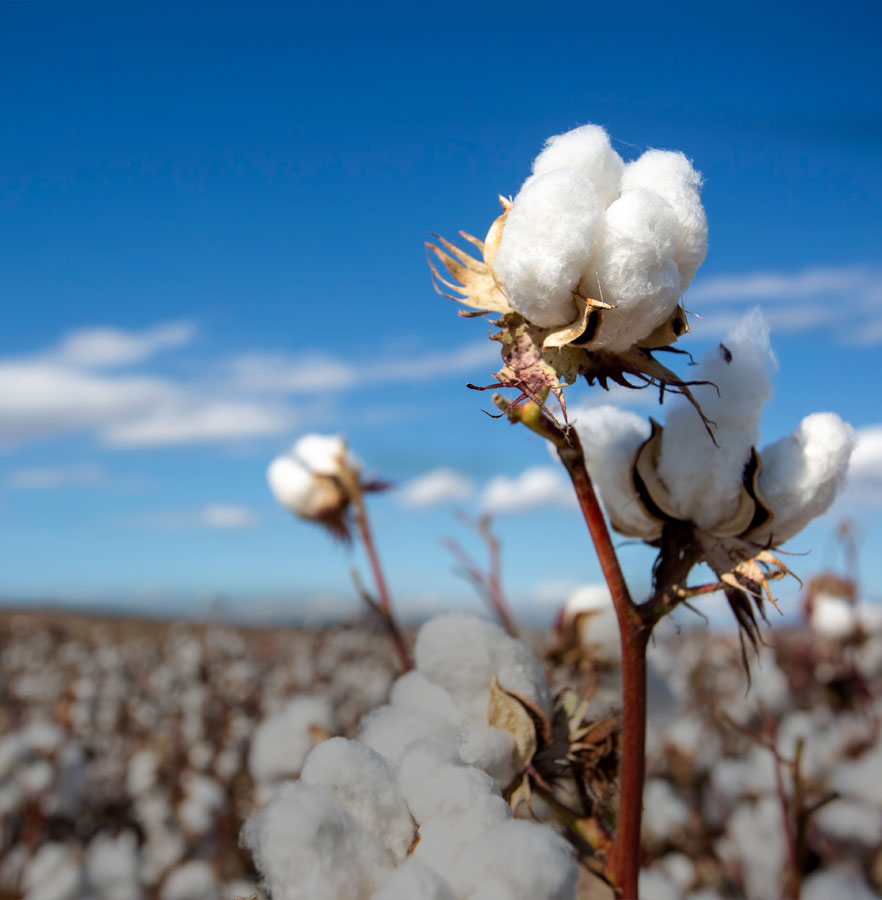 2024 - Timeline - AGI Denim